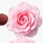 DELINA-PERFUME-75-PACK4-1x1_3e4e6a35-dbd0-427c-8d08-e16cdfce7926
