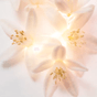 NEROLI-783320422850-3-png