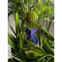 still_Vetiver_Rain_in_plant